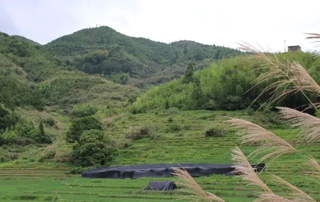 竹荪这么可爱,怎么可以吃竹荪呢图18