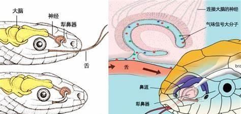 蛇怕什么植物最怕雄黄,蛇真的怕雄黄吗实验图15