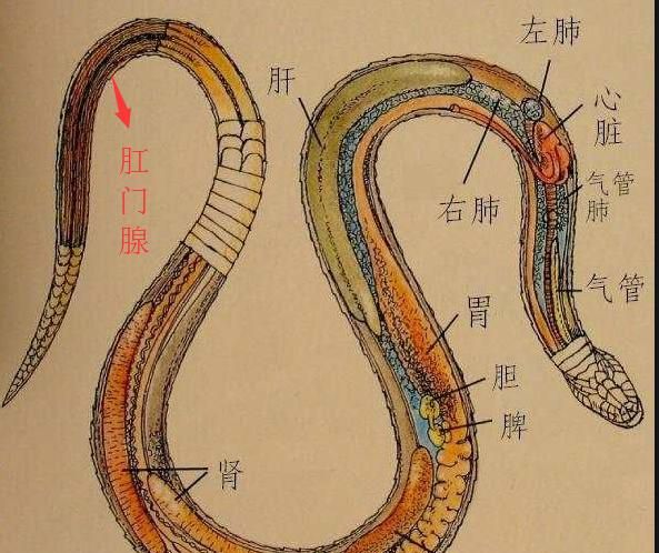 蛇怕什么植物最怕雄黄,蛇真的怕雄黄吗实验图22