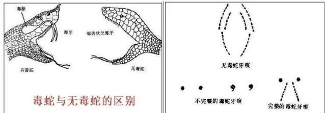 蛇怕什么植物最怕雄黄,蛇真的怕雄黄吗实验图32