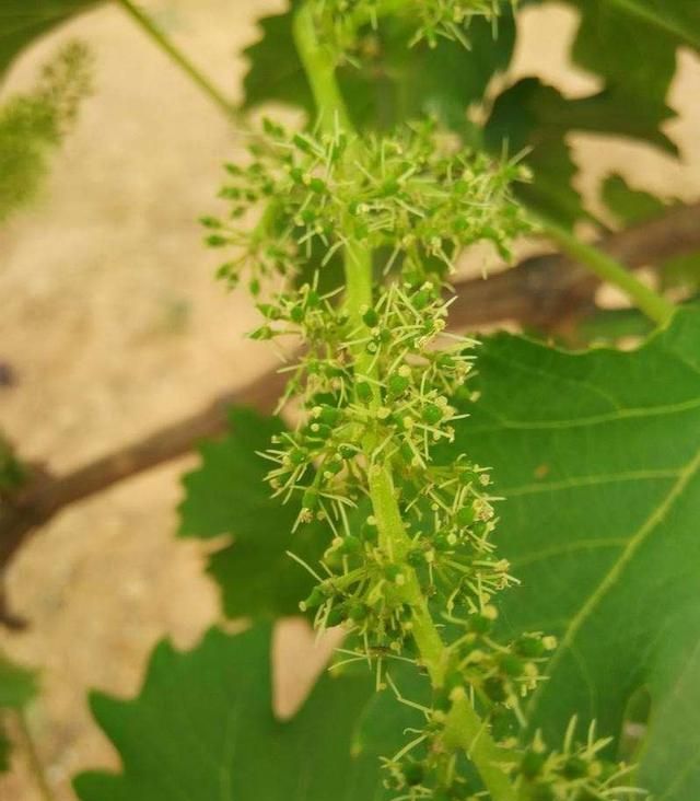 葡萄的花期是几月份开(葡萄在几月份开花花期有几天)图1