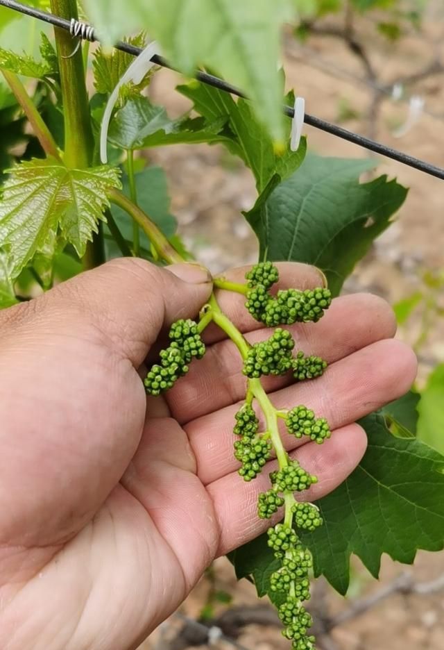 葡萄的花期是几月份开(葡萄在几月份开花花期有几天)图2