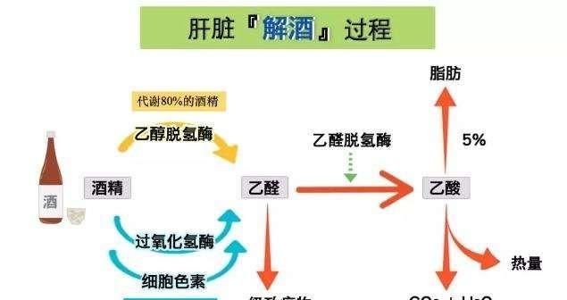 你知道白酒的热量吗,喝白酒会不会胖呢图1