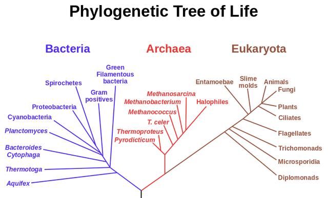 生物进化是统一还是趋于多样,生物进化是运动还是变化还是发展图1