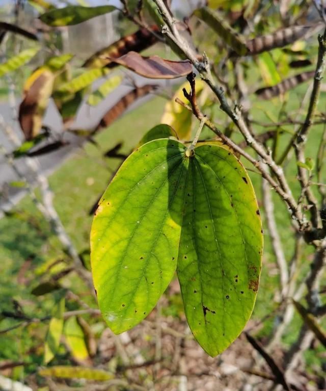 搜一下植物图10