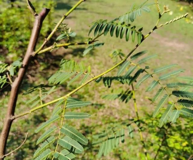 搜一下植物图30