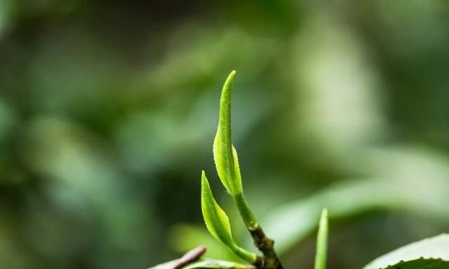 喝了这么多茶,你真的了解茶多酚吗英语图5