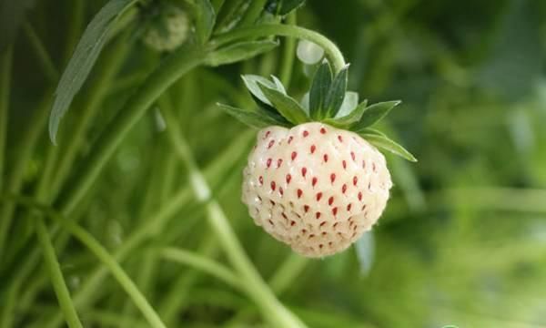 草莓味道像菠萝(最好吃的草莓多少钱一斤)图1