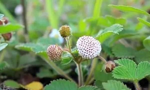 草莓味道像菠萝(最好吃的草莓多少钱一斤)图3