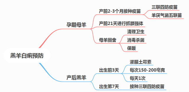 羊羔拉稀拉痢怎么治图2