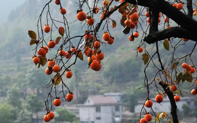 越冬的柿子吃有什么好的效果(冻柿子和普通柿子有什么区别)图3