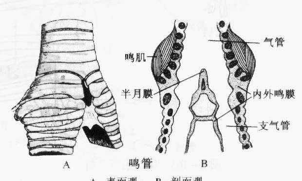 家里的公鸡一直打鸣是怎么回事(公鸡晚上8-9点打鸣怎么回事)图2