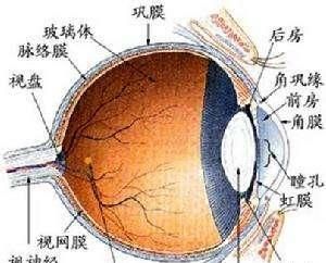 睡眠时瞳孔是散大的是什么原因,双侧瞳孔散大对光反射消失原因图1