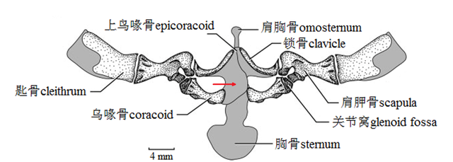 还分不清青蛙和癞蛤蟆？谁腿长，谁是青蛙！图12