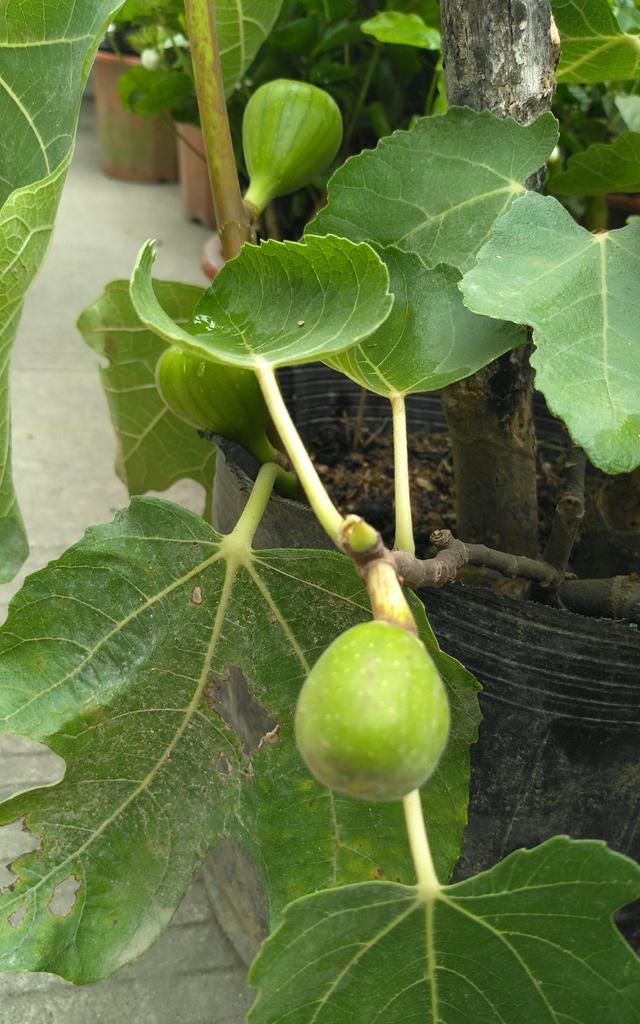 种植无花果有市场前景吗(怎样种植无花果最好)图2