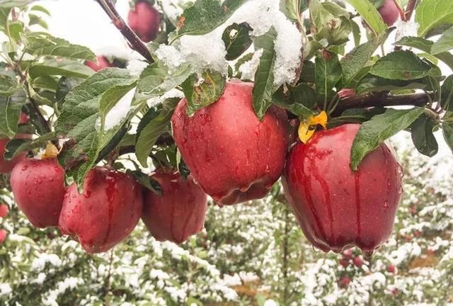 甘肃的花牛苹果好吃吗(甘肃的花牛苹果是什么苹果)图19