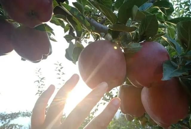 甘肃的花牛苹果好吃吗(甘肃的花牛苹果是什么苹果)图20