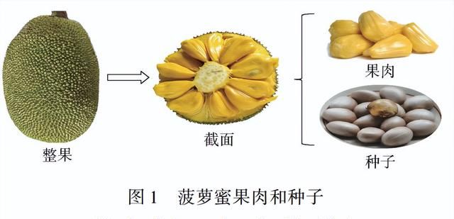 4种市面上不常见的坚果,口感独特,你吃过哪个季节图4