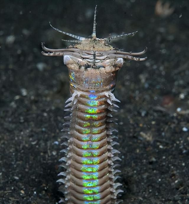 海洋博比特虫,海洋古老的怪虫掠食者图2