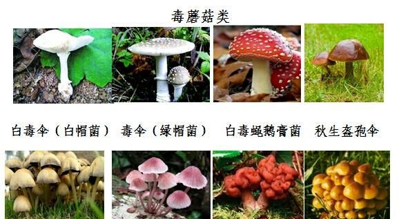 山里挖的野生蘑菇能不能直接吃(山里的野生蘑菇什么样的能吃)图3