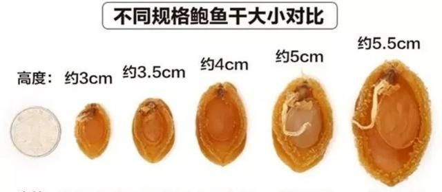 鲍鱼的几头几头是什么意思,鲍鱼几头的最好吃图10