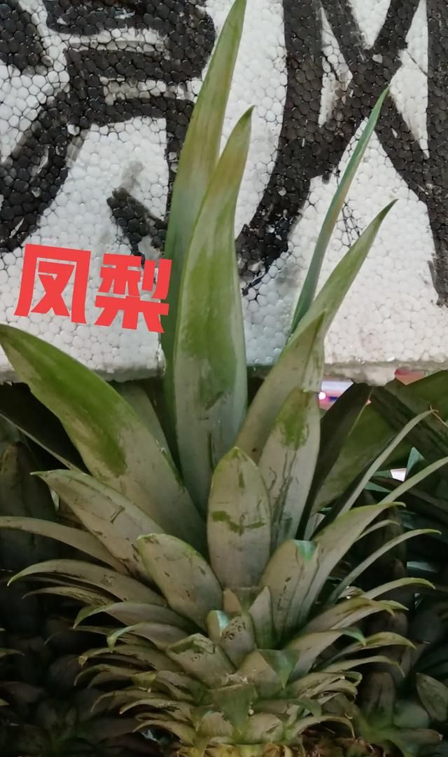 菠萝就是凤梨吗(菠萝就是凤梨吗它们到底有啥区别)图4