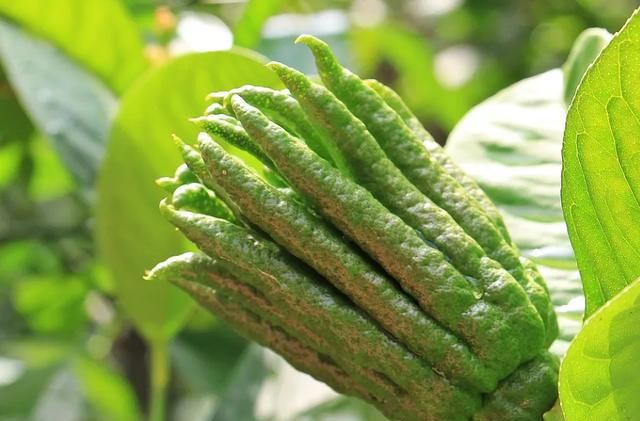 这种水果浑身都是宝降糖降脂(这4种夏季水果活血化瘀消食化痰)图2