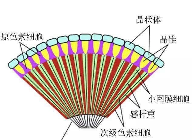 哪些动物有复眼对他们有什么好处图6