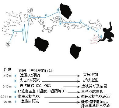 蚊子依靠什么识别人体,蚊子身体的主要特征有哪些图3