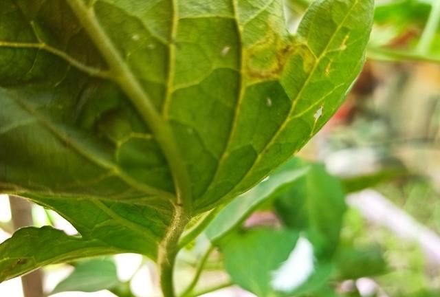 茄子地里有苍蝇白飞虱怎么治疗,治茄子上的白飞虱怎么治图9