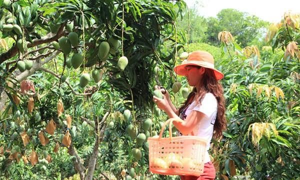 芒果种植什么品种好,脆的芒果是什么品种图1