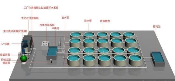 流水养殖需要蛋白质分离器吗图1