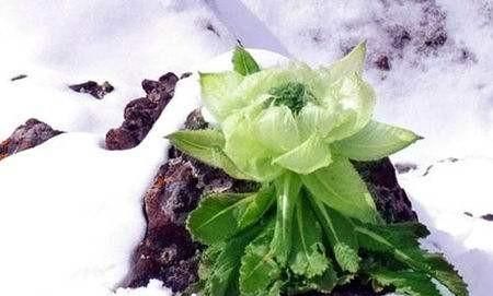 怎么种植雪莲,怎么种植雪莲图1