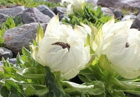 怎么种植雪莲,怎么种植雪莲图2