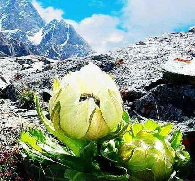 怎么种植雪莲,怎么种植雪莲图3