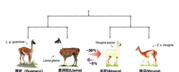 神兽羊驼究竟是羊还是驼,王者羊驼是羊还是驼图17