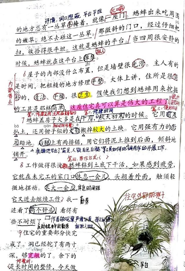 四年级语文上册十一课《蟋蟀的住宅》课文笔记和知识点，预习专用图4