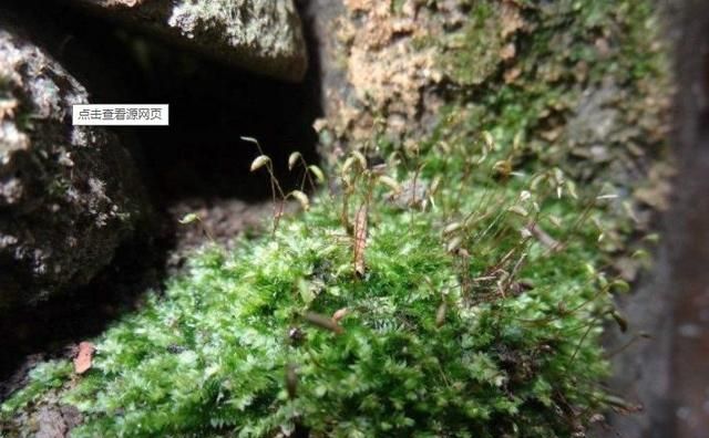 石头上怎么种苔藓,石头上沾哪种苔藓图4