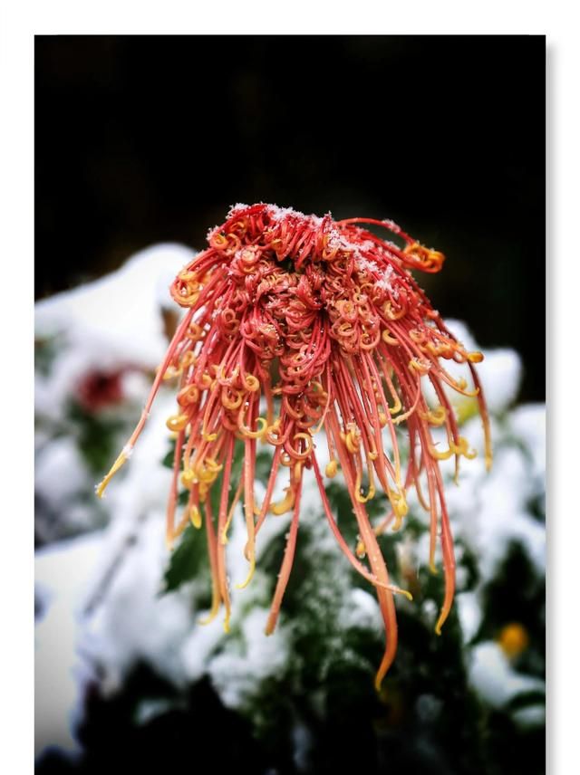 菊花的品质和精神是什么,菊花的品质和精神诗句图4