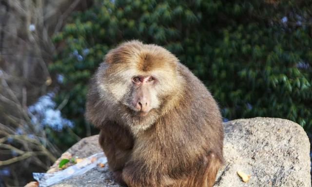 从岛屿生物地理学理论探讨黄山短尾猴保护的应对措施图1