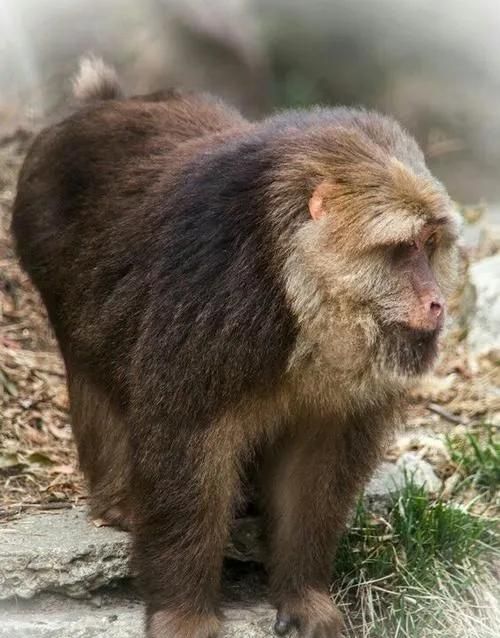 从岛屿生物地理学理论探讨黄山短尾猴保护的应对措施图6