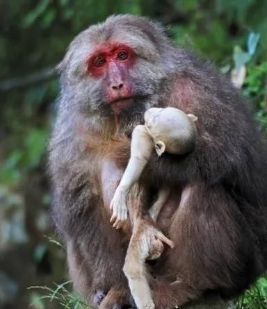 从岛屿生物地理学理论探讨黄山短尾猴保护的应对措施图13