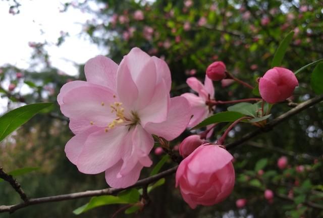 海棠花有多美(海棠花最美是哪个季节)图1