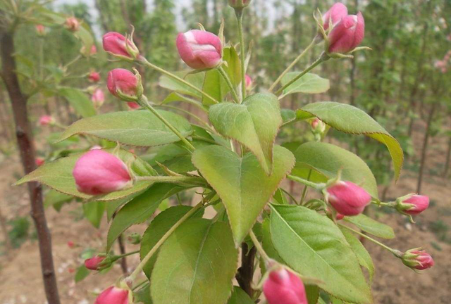 海棠花有多美(海棠花最美是哪个季节)图5