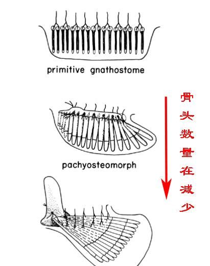 哺乳动物一般都有5根手指,为什么熊猫有6根手指呢图6