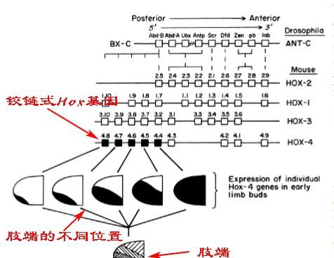 哺乳动物一般都有5根手指,为什么熊猫有6根手指呢图13