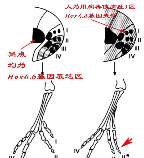 哺乳动物一般都有5根手指,为什么熊猫有6根手指呢图14