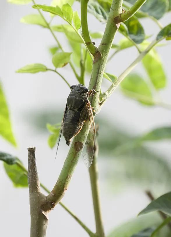 如何用各地方言来解读这种生物特征图1