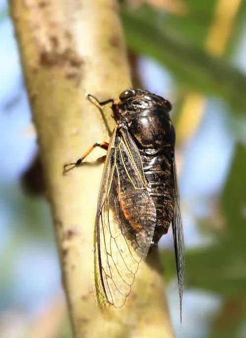 如何用各地方言来解读这种生物特征图6