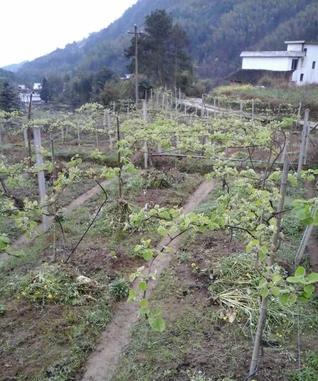 怎样才能种出猕猴桃,猕猴桃怎么管理才结果实图1